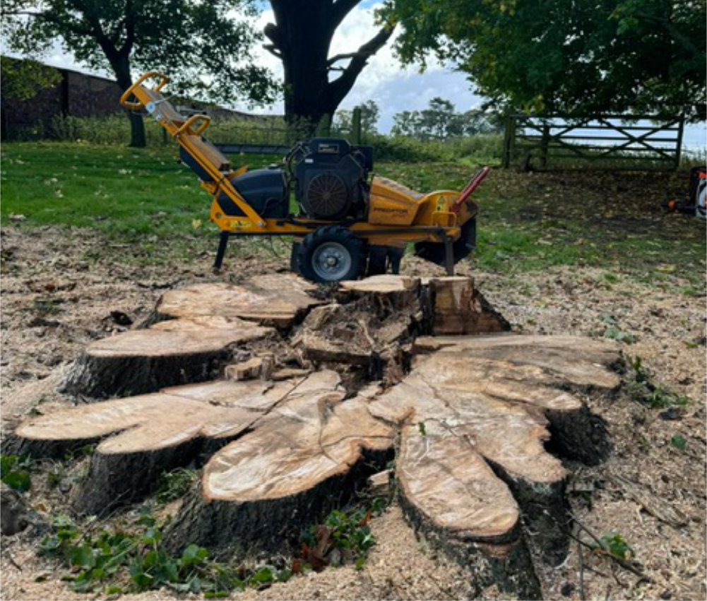 Stump Grinding Before