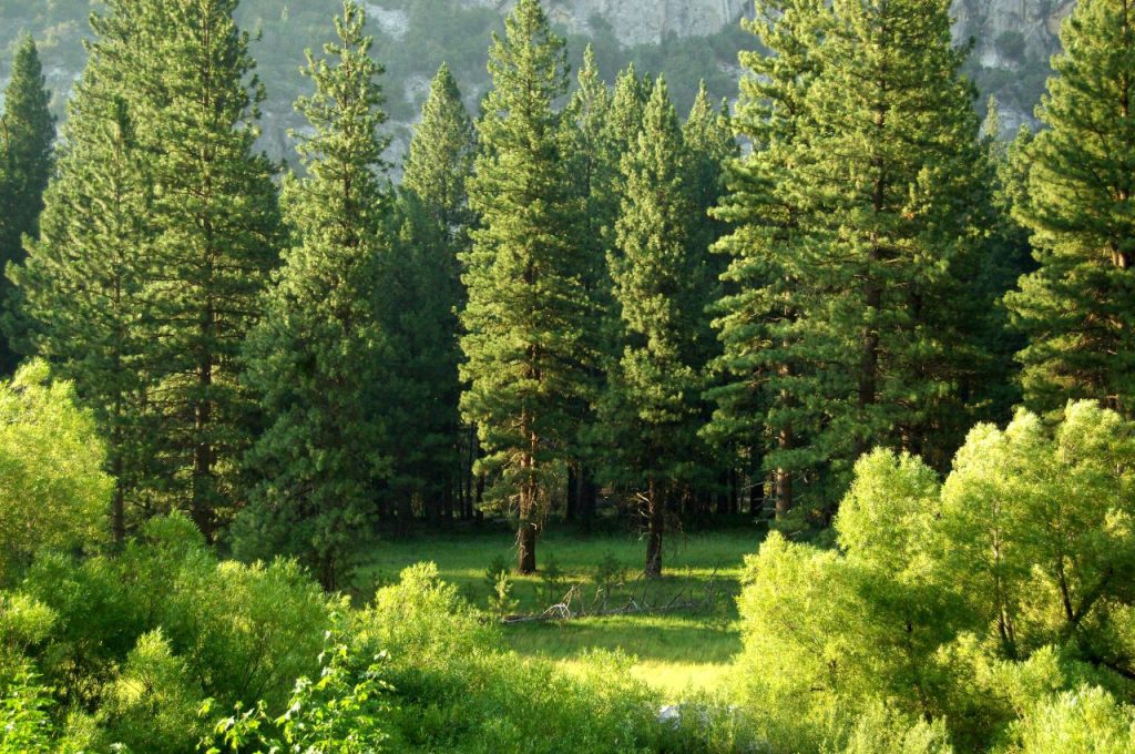 Tree Care Mistakes