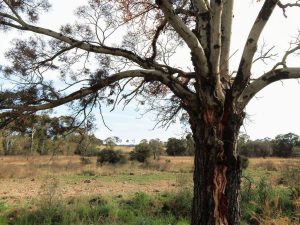 Benefits of Dead Wood Removal