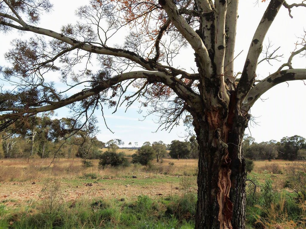 Affordable Tree Surgery Services