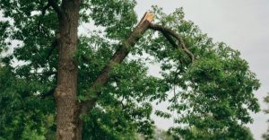 Affordable Certified Arborist