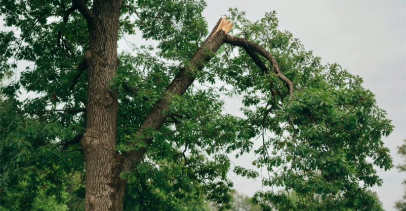 Affordable Certified Arborist