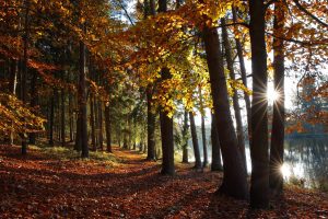 Affordable Tree Surgeon