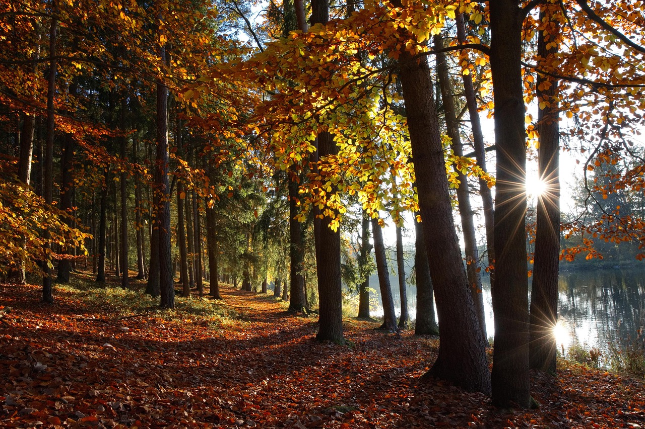 Affordable Tree Surgeon