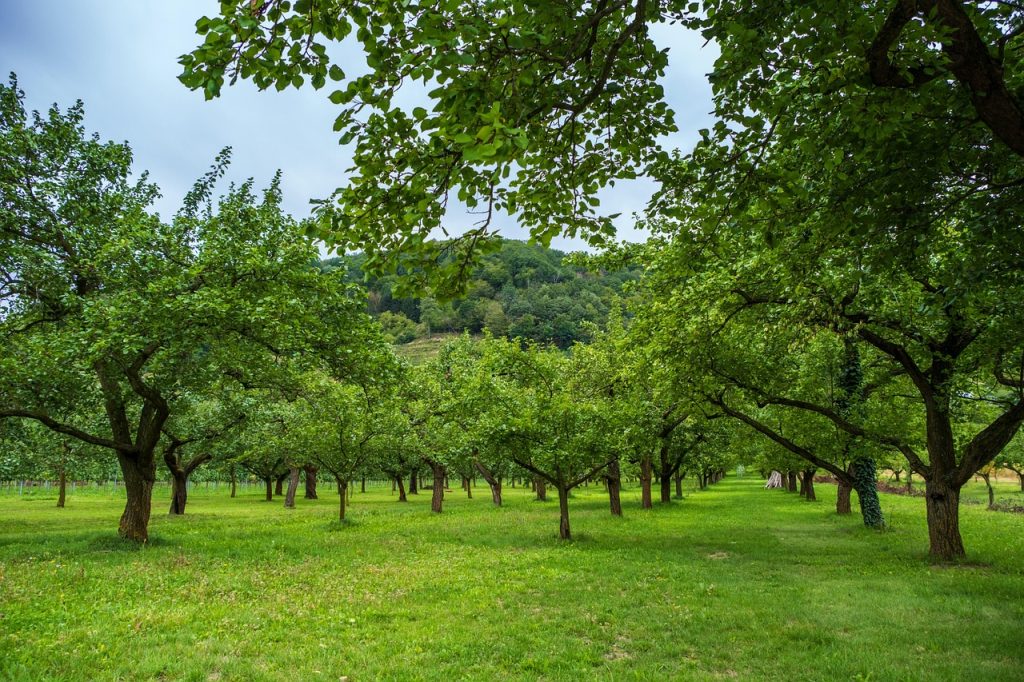 Safe Tree Pruning
